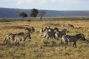 Fototapeta na wymiar Zebre,parco Masai Mara