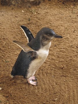 Zwergpinguin