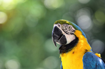 ルリコンゴウインコ