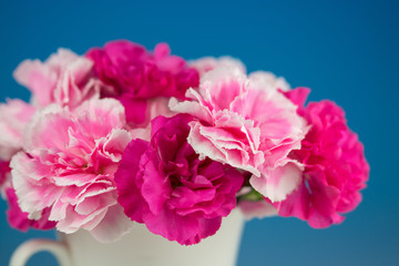 カーネーション