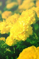 Yellow daisy flowers,vintage  filtered.
