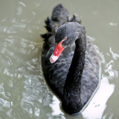 A black swan swimming on a pool