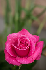 Fototapeta premium 薔薇