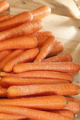 carottes