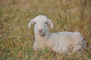 agnellino © garpinina