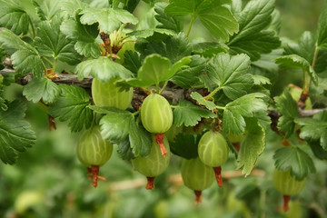 Gooseberry bush with berries and green leaves