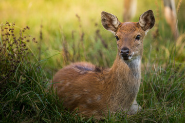 Inquisitive