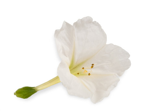 Mirabilis jalapa