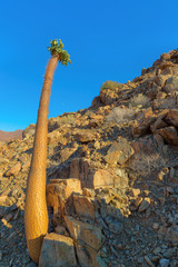 Halfmens Tree in Richtersveld © hannesthirion