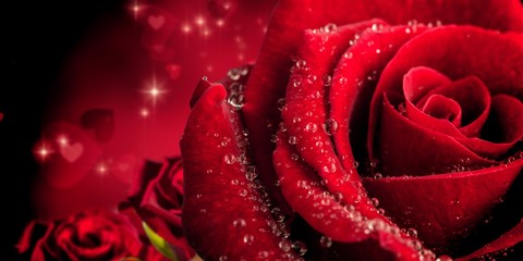 Naklejka premium Composite image of rose