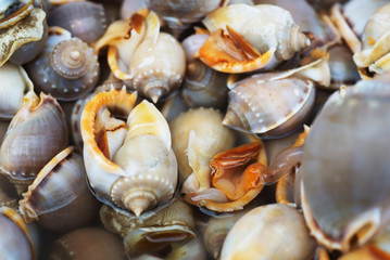 Ocean shellfish on market