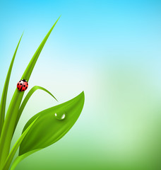 Green grass, plantain and ladybug on blue sky. Floral nature spr © Makkuro_GL