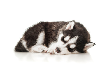 Sleeping husky puppy