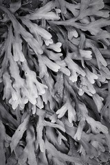 Icelandic kelp. Black and white.