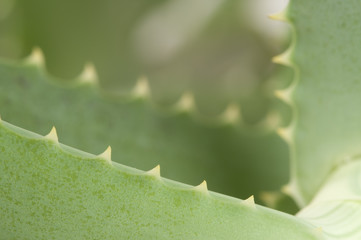Aloe leaf edge