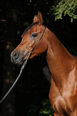 Beautiful arabian mare