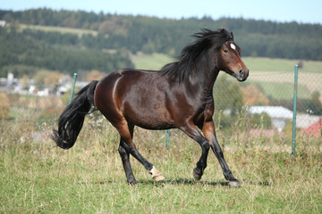 Brown mare of czech sport pony running