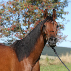 Beautiful arabian mare