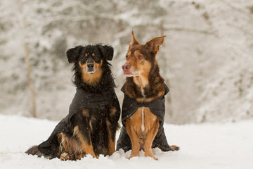 Hunde Portrait