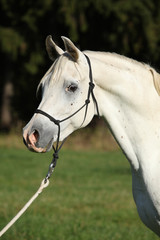 Amazing white stallion of arabian horse