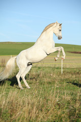 Naklejka na ściany i meble Beautiful white arabian stallion prancing