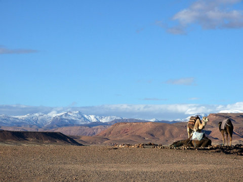 Camellos y dromedarios