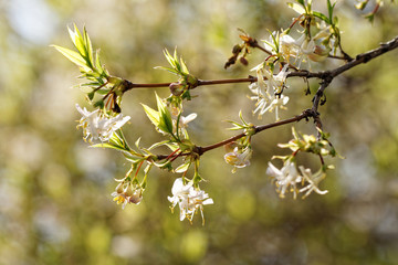Tree flowering
