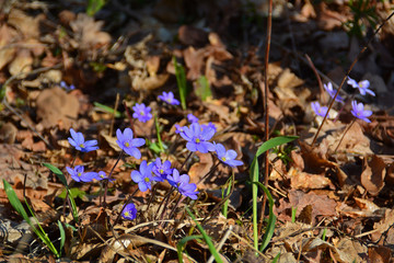 purple hepatica in spring forest