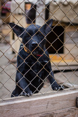 dog dog shelter
