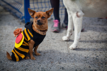 dog in costume of bee