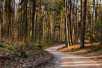 road in spring forest