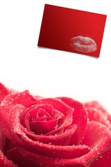 Composite image of pink rose on white background