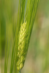 Fototapeta premium Green ear of wheat