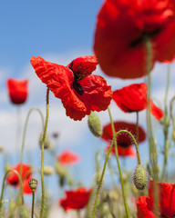 Obraz premium Maki na łące