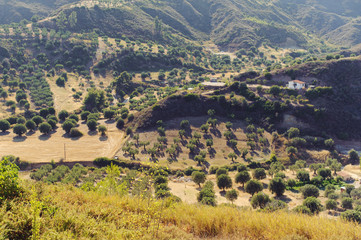 Naklejka premium Small House and Olive Trees