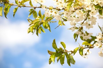 Frühling Kirschblüte Baum