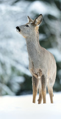 Fototapeta premium Roe deer on snow at winter