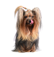 yorkshire terrier isolated on white