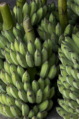 Closeup pile bunch of ripen cultivated bananas.