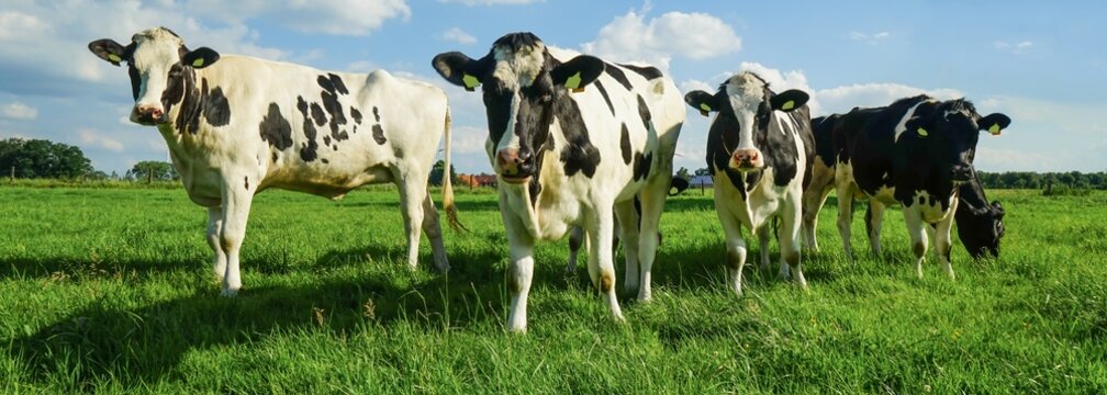 Rindviehzucht, Holstein-Friesian Rinder auf der Weide