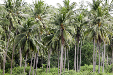 Coconut Plantation and tall coconut stem,Background is green of