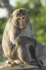 Monkey sit and look fixedly straight.Out of focus background.