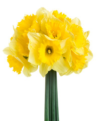 Spring flowers narcissus