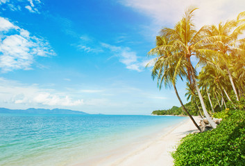 Fototapeta na wymiar Tropical beach with coconut palm