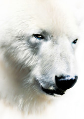 Niedźwiedź polarny - 77620392