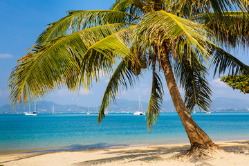 Landscape the sea, the boat, a palm tree in  Phuket