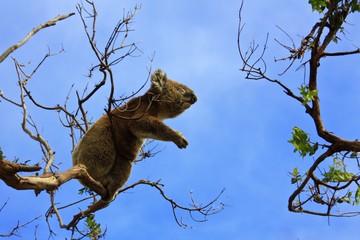 Koala jumping