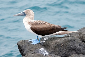 Blue-footed booby North Seymour Island, Galapagos Islands
