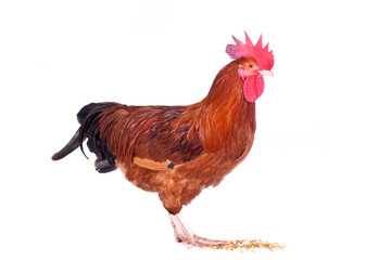 Rooster against a white background