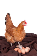 Brown hen with six eggs